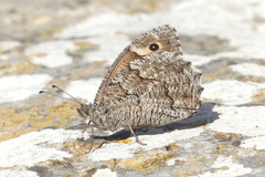 Hipparchia syriaca