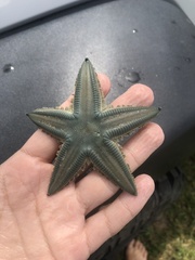 Astropecten marginatus