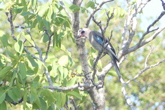 Garrulus glandarius anatoliae
