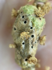 Callirhytis congregata