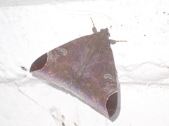 Pindara illibata