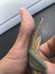 Astropecten marginatus