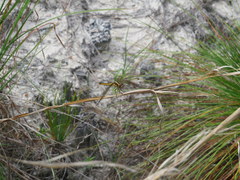 Libellula flavida
