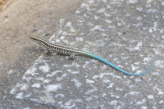 Anatololacerta pelasgiana