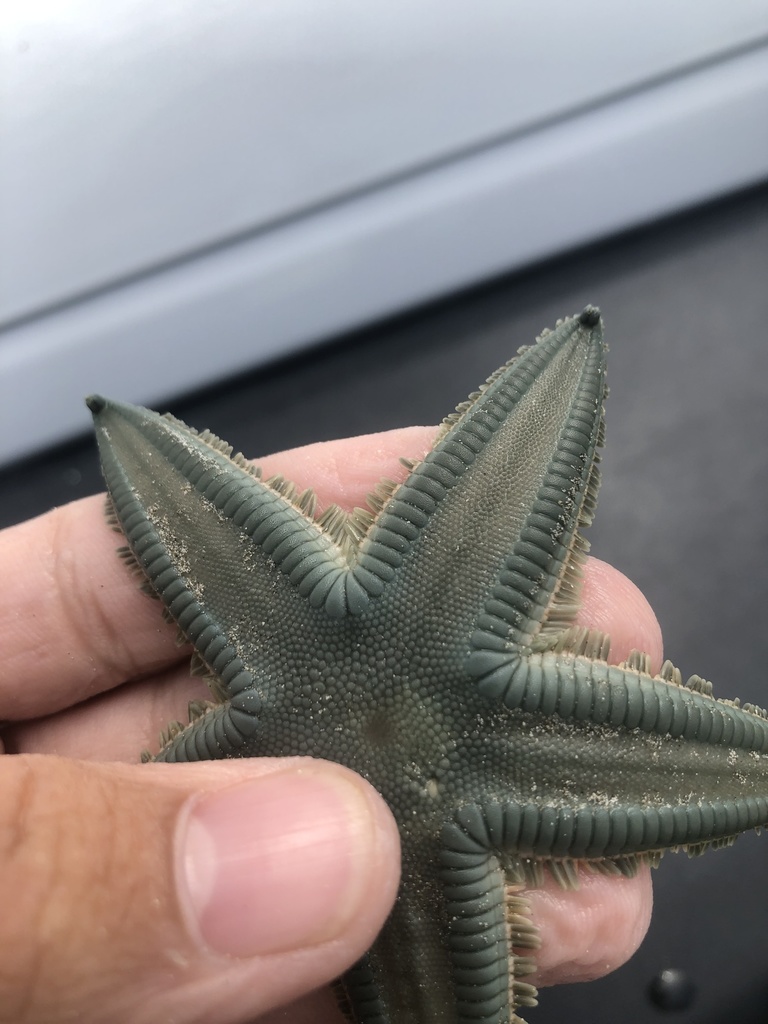 Astropecten marginatus