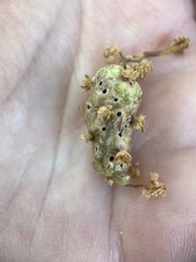 Callirhytis congregata