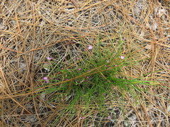 Callisia ornata