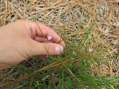 Callisia ornata