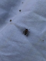 Planaphrodes