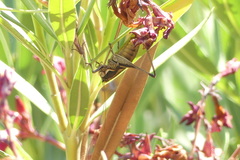 Eupholidoptera smyrnensis