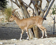 Capra nubiana