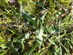 Cyanella hyacinthoides