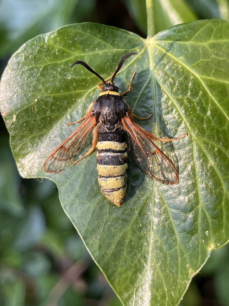 Lunar Hornet Moth
