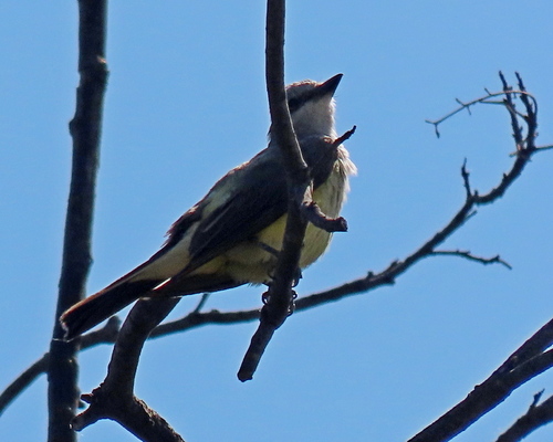 photo of Cassin's Kingbird (Tyrannus vociferans)