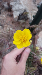 Thelesperma subnudum