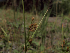 Juncus covillei obtusatus