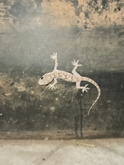 Hemidactylus