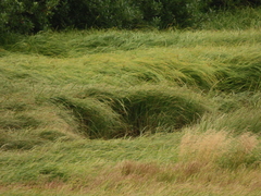 Carex lyngbyei