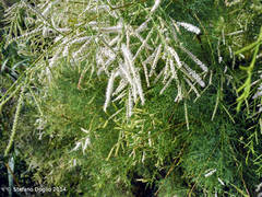 Tamarix tetragyna