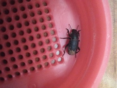 Phylan tenebriodes