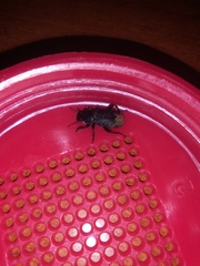 Phylan tenebriodes