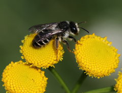 Andrena denticulata
