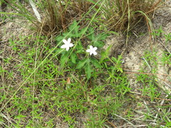 Cnidoscolus stimulosus