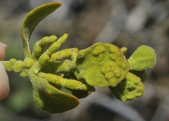 Acalitus phoradendronis