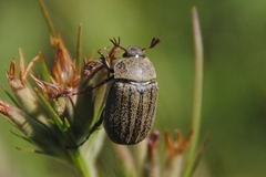 Phyllophaga lanceolata