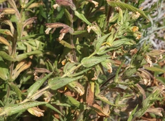 Diplacus clevelandii