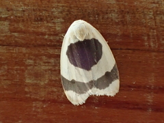 Garudinia simulana