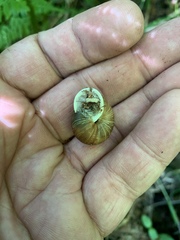 Allogona ptychophora