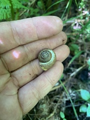 Allogona ptychophora