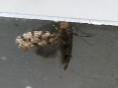 Parochmastis hilderi