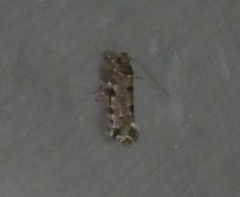 Parochmastis hilderi