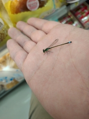 Ischnura senegalensis