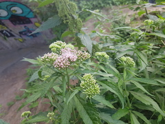 Eupatorium cannabinum