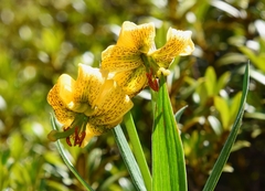 Lilium pyrenaicum