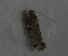 Parochmastis hilderi