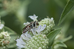 Coelioxys coturnix