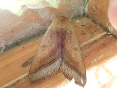 Ophiusa