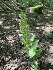 Epipactis phyllanthes