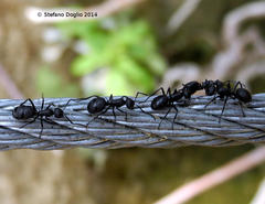 Polyrhachis lacteipennis
