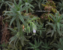 Podonosma orientalis