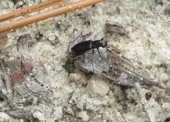 Cicindela abdominalis