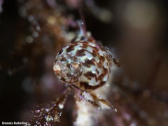 Tricolia pullus