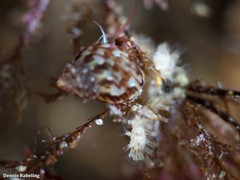 Tricolia pullus