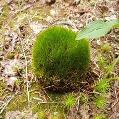 Tetraplodon angustatus