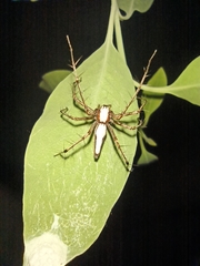 Oxyopes shweta