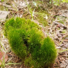 Tetraplodon angustatus